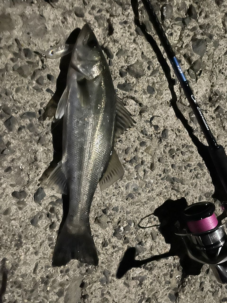 セイゴ（ヒラスズキ）