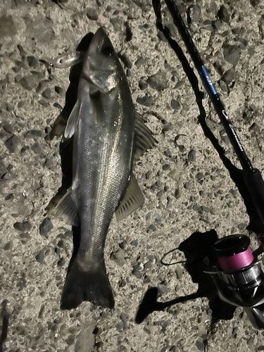 セイゴ（ヒラスズキ）