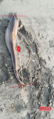 ドチザメの釣果