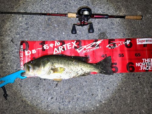 ブラックバスの釣果