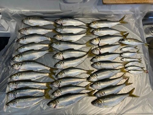 コノシロの釣果