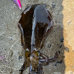 アオリイカ