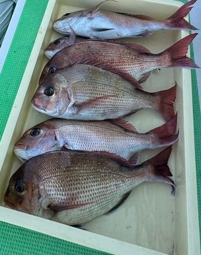 マダイの釣果