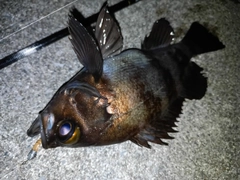 メバルの釣果