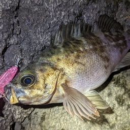 クロメバル
