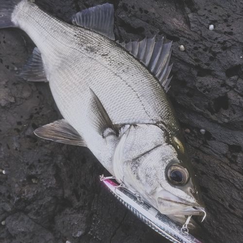ヒラスズキの釣果