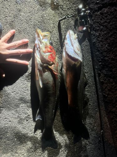 シーバスの釣果