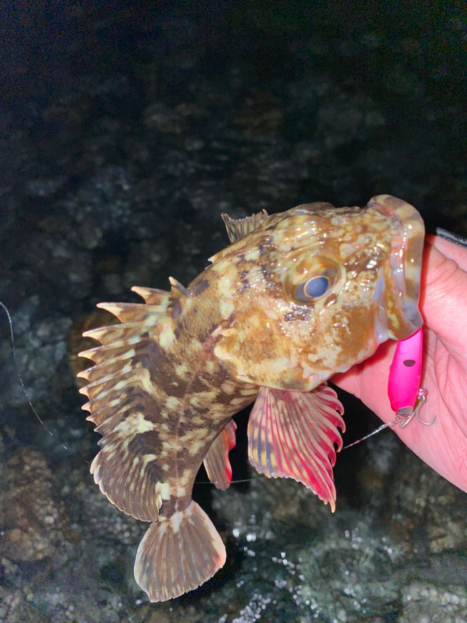 カサゴ