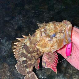 カサゴ