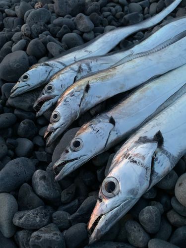 タチウオの釣果