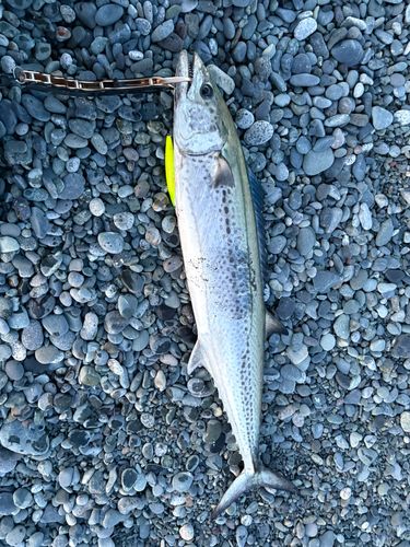 サワラの釣果