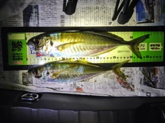 アジの釣果