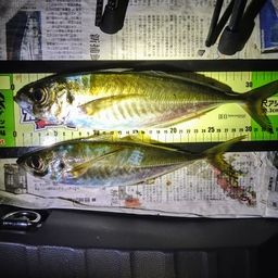 アジ