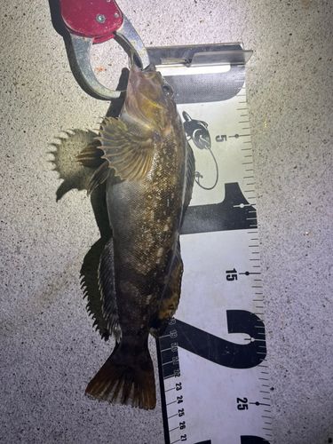 アイナメの釣果