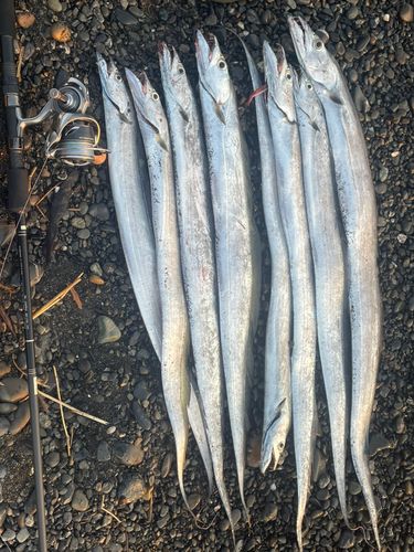 タチウオの釣果