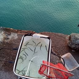 カタクチイワシ