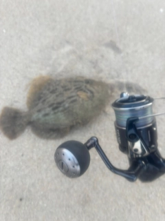 カワハギの釣果