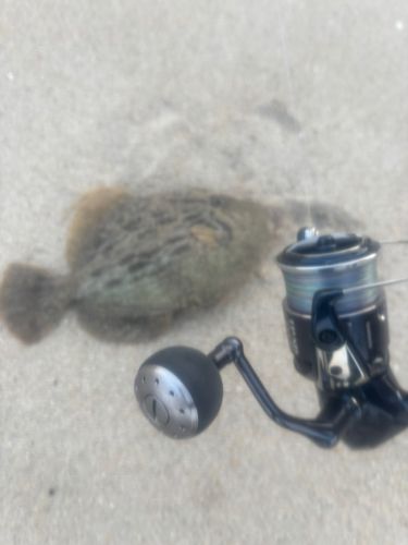 カワハギの釣果
