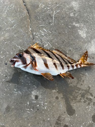 タカノハダイ
