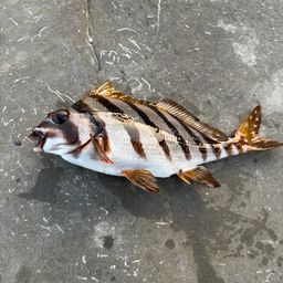 タカノハダイ