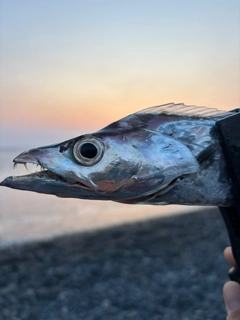 タチウオの釣果