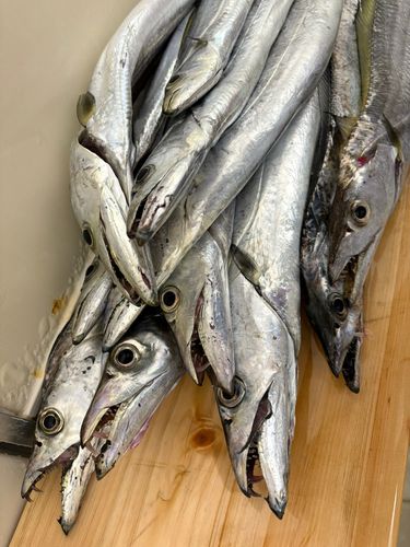 タチウオ