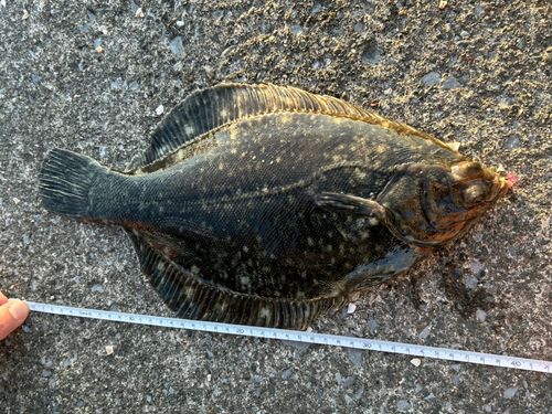 クロガシラガレイの釣果