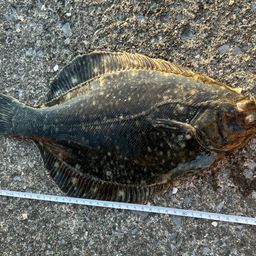 クロガシラガレイ