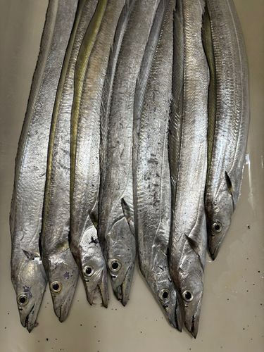 タチウオの釣果