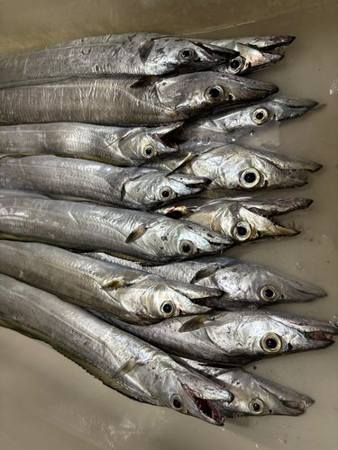 タチウオの釣果