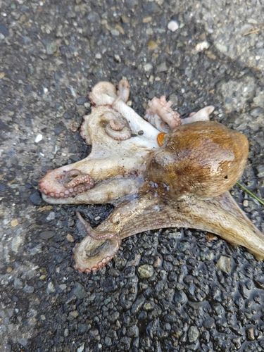 タコの釣果