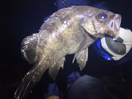 メバルの釣果