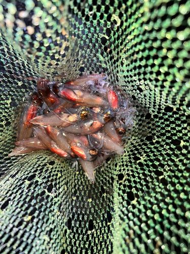 ホタルイカの釣果