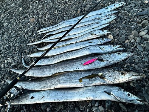 タチウオの釣果