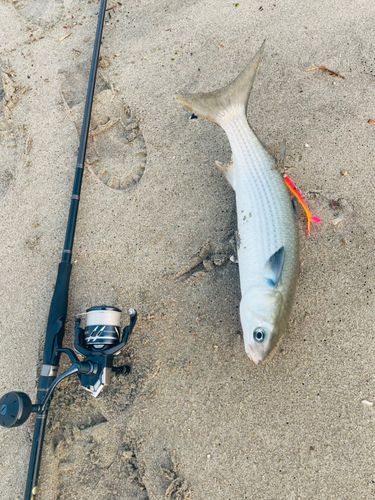 ボラの釣果