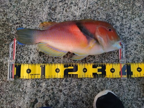 イラの釣果