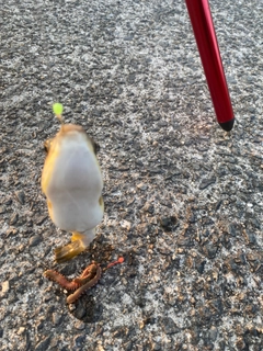 クサフグの釣果