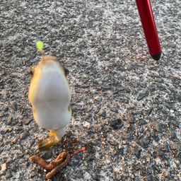 クサフグ