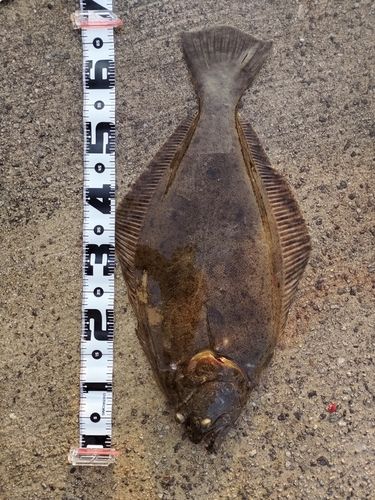 ヒラメの釣果