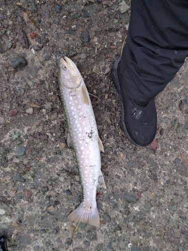 アメマスの釣果
