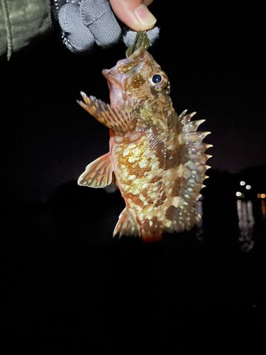 アラカブの釣果