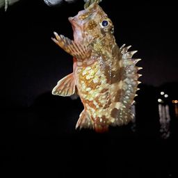 アラカブ
