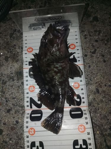 カサゴの釣果