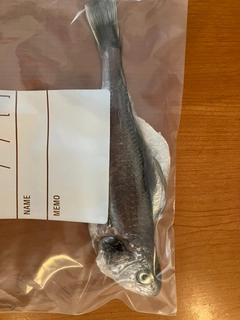 イシモチの釣果