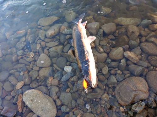 マルタウグイの釣果