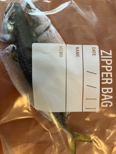 マサバの釣果