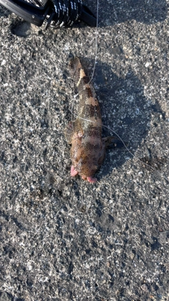 カジカの釣果