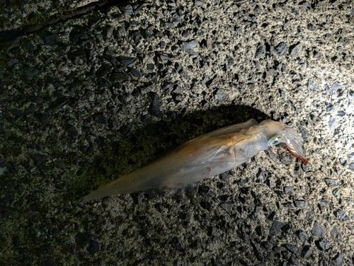 ヤリイカの釣果