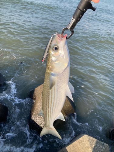 ボラの釣果