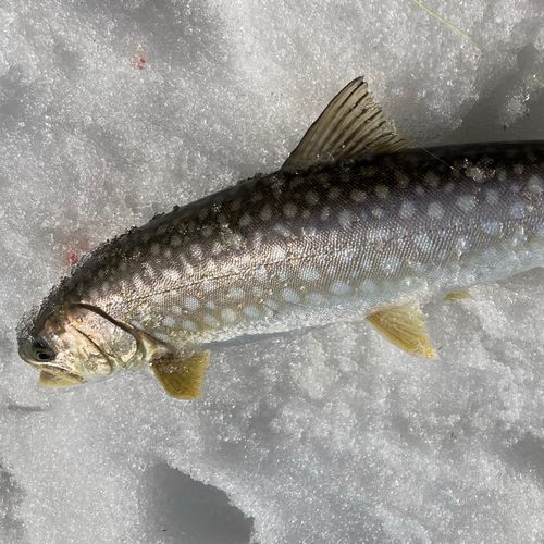 アメマスの釣果